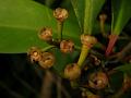 Pointed-Leaf Ardisia